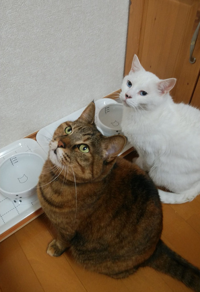 ご飯を待つ我が家の猫たち