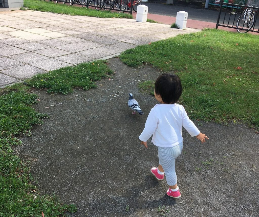 頻繁に行く公園で鳩を見つけた娘
