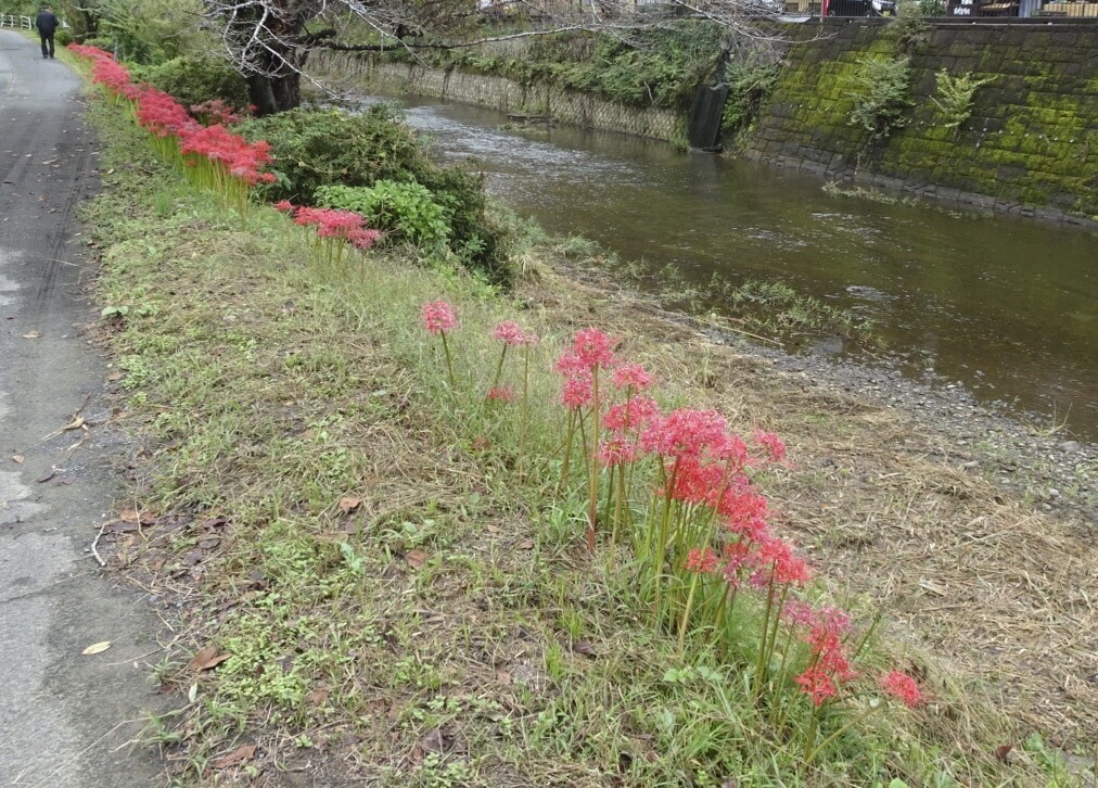 彼岸花