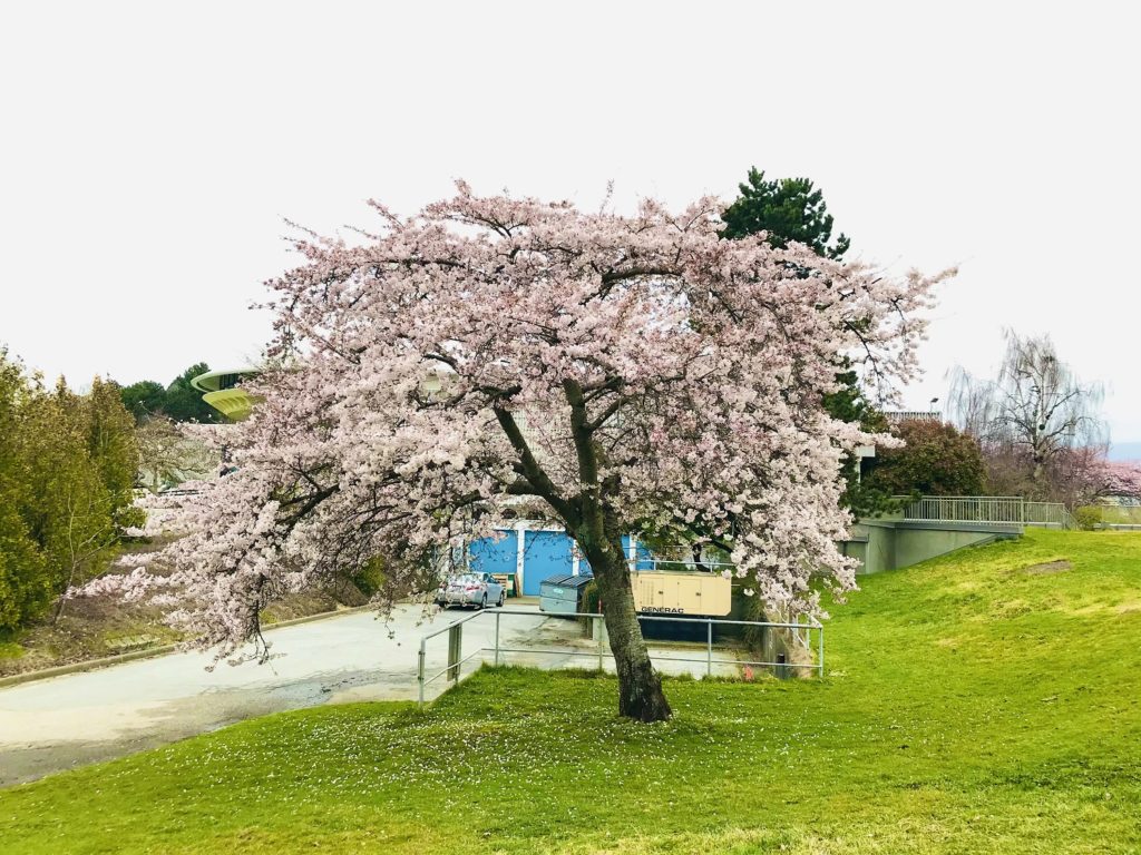 バンクーバーの桜