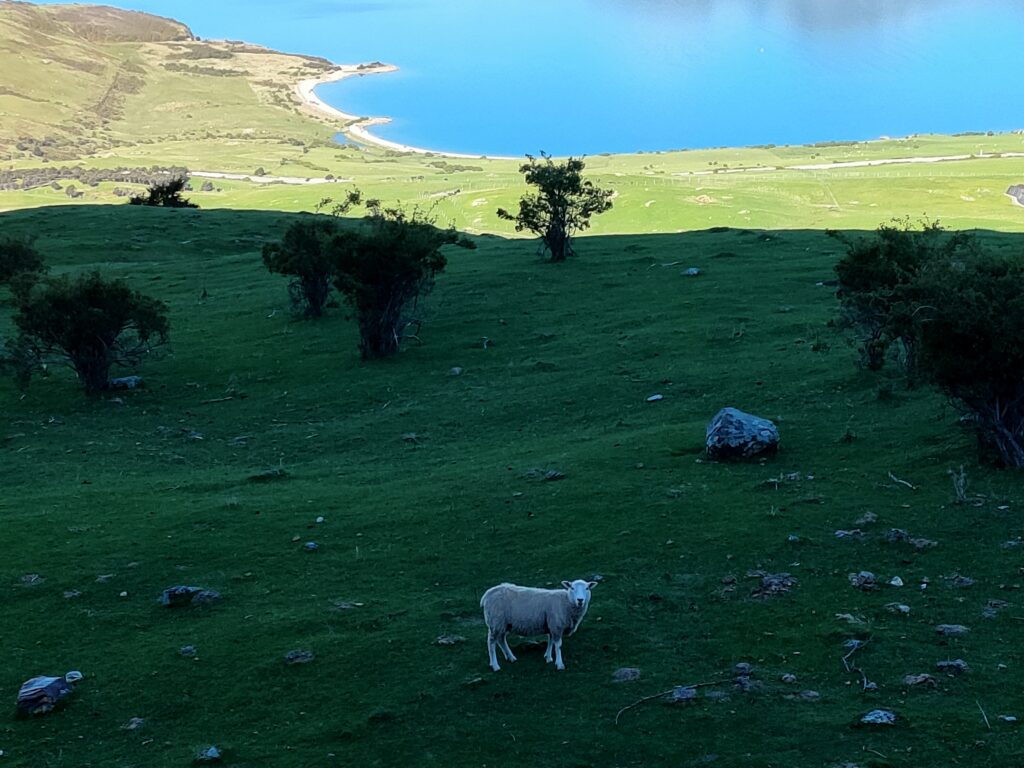 山羊と自然