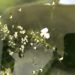 一輪の花