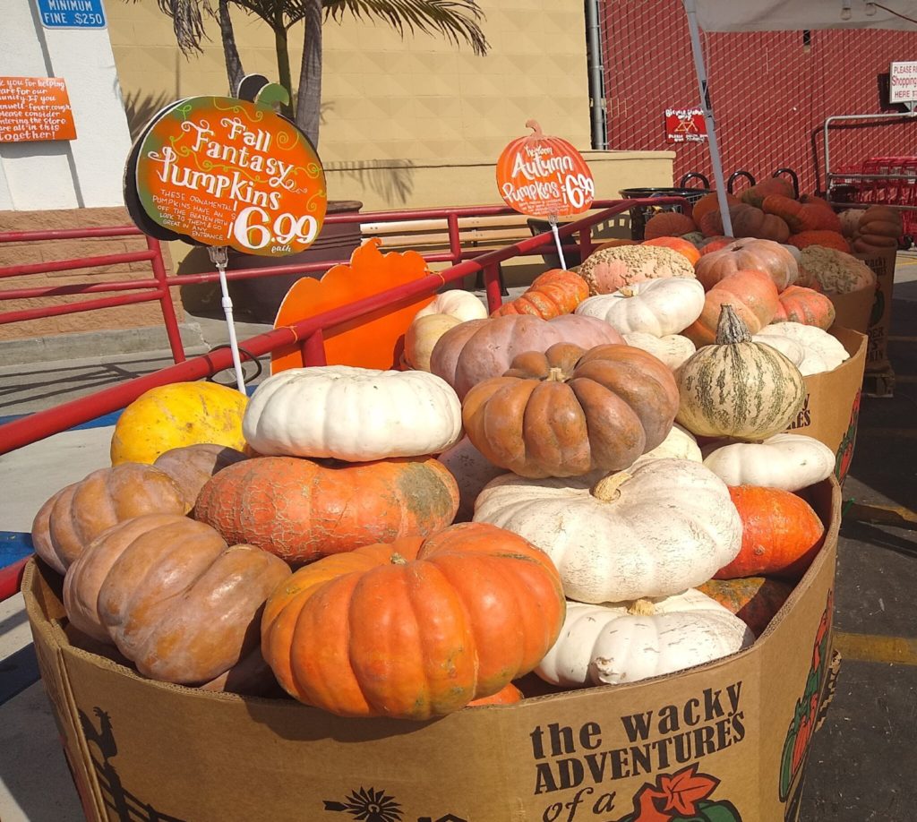 Pumpkins are lined up at the grocery store